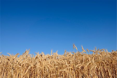 simsearch:600-08986190,k - Rye field against clear blue sky in summer in Bavaria, Germany Stock Photo - Premium Royalty-Free, Code: 600-08986225