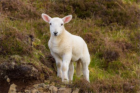 Portrait of lamb in springtime at Dunvegan on the Isle of Skye in Scotland, United Kingdom Foto de stock - Sin royalties Premium, Código: 600-08986254