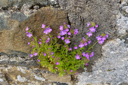 stone (object made of stone) - Pink wild flower plant on stone wall on the Isle of Skye in Scotland, United Kingdom Stock Photo - Premium Royalty-Free, Code: 600-08986258