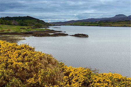 simsearch:862-08699991,k - Sea bay at low tide with gorse bushes in springtime at the village of Dunvegan on the Isle of Skye in Scotland, United Kingdom Foto de stock - Sin royalties Premium, Código: 600-08986250