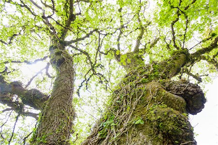 Ivy vines surrounding old gnarled tree trunks in springtime on the Isle of Skye in Scotland, United Kingdom Stock Photo - Premium Royalty-Free, Code: 600-08986263