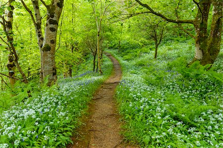 Pathway through spring forest with bear's garlic and bluebells near Armadale on the Isle of Skye in Scotland, United Kingdom Foto de stock - Sin royalties Premium, Código: 600-08986454