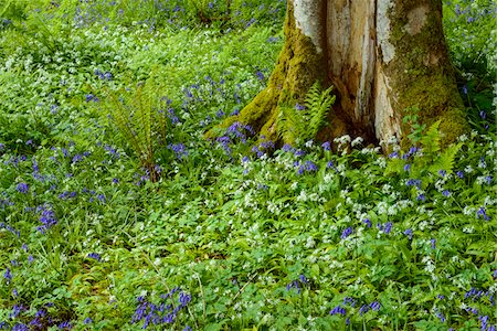 forest floor spring - Beech tree with bear's garlic and bluebells near Armadale on the Isle of Skye in Scotland, United Kingdom Stock Photo - Premium Royalty-Free, Code: 600-08986450