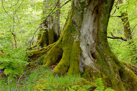 forest spring not people - Close-up of old beech trees near Armadale on the Isle of Skye in Scotland, United Kingdom Stock Photo - Premium Royalty-Free, Code: 600-08986451