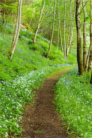 simsearch:600-08986454,k - Pathway through spring forest with bear's garlic and bluebells near Armadale on the Isle of Skye in Scotland, United Kingdom Stockbilder - Premium RF Lizenzfrei, Bildnummer: 600-08986453