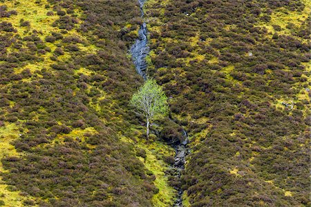 simsearch:862-03732264,k - Elevated view of shrubbery and a tree on a mountain slope in spring in Scotland, United Kingdom Foto de stock - Sin royalties Premium, Código: 600-08986495