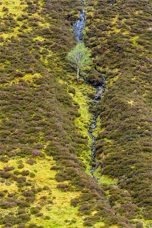 simsearch:600-08986298,k - Elevated view of shrubbery and a tree on a mountain slope in spring in Scotland, United Kingdom Stock Photo - Premium Royalty-Free, Code: 600-08986496