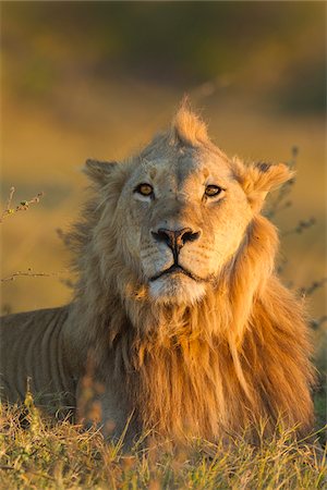 Portrait of an African lion (Panthera leo) laying in the grass looking at the camera at Okavango Delta in Botswana, Africa Photographie de stock - Premium Libres de Droits, Code: 600-09005392