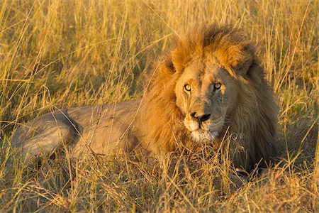 simsearch:700-02659794,k - Portrait of an African lion (Panthera leo) lying in the grass at the Okavango Delta in Botswana, Africa Stockbilder - Premium RF Lizenzfrei, Bildnummer: 600-09005401