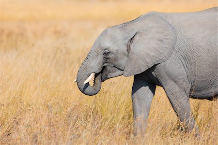 simsearch:841-05960911,k - Close-up of an African elephant (Loxodonta africana) walking through grasslands at the Okavango Delta in Botswana, Africa Photographie de stock - Premium Libres de Droits, Code: 600-09005415