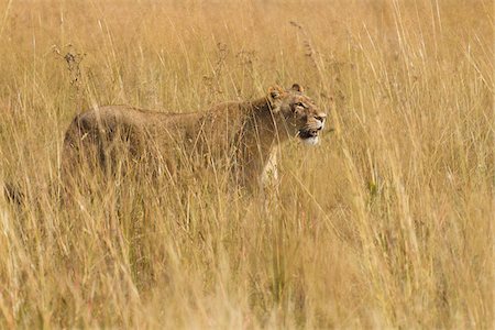 African lioness (Panthera leo) walking through tall grass at the Okavango Delta in Botswana, Africa Stock Photo - Premium Royalty-Free, Code: 600-09005413