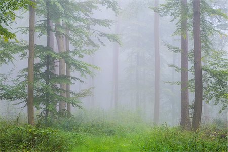 simsearch:600-07848047,k - Beech forest with undergrowth on a misty morning in the Nature Park in the Spessart mountains in Bavaria, Germany Stock Photo - Premium Royalty-Free, Code: 600-09005429