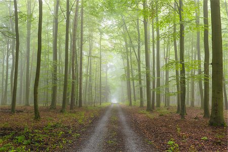 Path through a misty beech forest in the Nature Park in the Spessart mountains in Bavaria, Germany Foto de stock - Sin royalties Premium, Código: 600-09005434