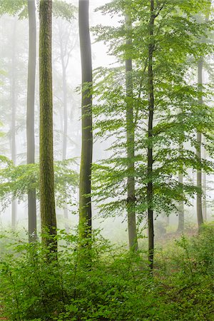 simsearch:600-06841689,k - Close-up of beech trees and undergrowth in a forest on a misty morning in the Nature Park in the Spessart mountains in Bavaria, Germany Stock Photo - Premium Royalty-Free, Code: 600-09005437