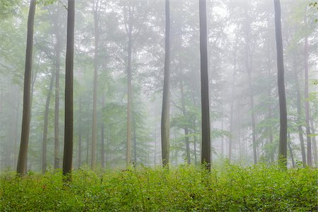 simsearch:600-09005424,k - Beech forest with undergrowth on a misty morning in the Nature Park in the Spessart mountains in Bavaria, Germany Stockbilder - Premium RF Lizenzfrei, Bildnummer: 600-09005432