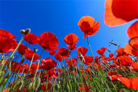 poppy fields blue sky - Low angle view of corn poppies in a field in Spring at Lake Neusiedl in Burgenland, Austria Stock Photo - Premium Royalty-Free, Code: 600-09013779