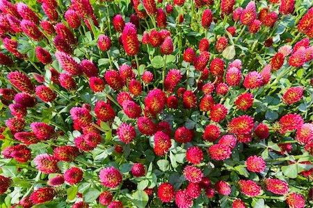 Close-up of crimson clover (Trifolium incarnatum) growing in a field in Burgenland, Austria Stock Photo - Premium Royalty-Free, Code: 600-09013786