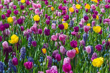 simsearch:700-06701959,k - Colorful tulips and hyacinth in spring at the Keukenhof Gardens in Lisse, South Holland in the Netherlands Foto de stock - Sin royalties Premium, Código: 600-09013799