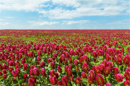 red flowers in a field - Field of crimson clover (Trifolium incarnatum) on a sunny day in Burgenland, Austria Stock Photo - Premium Royalty-Free, Code: 600-09013790