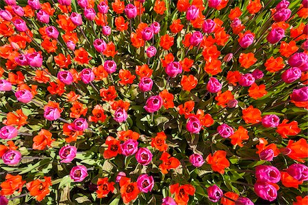 rosado - Colorful red and pink tulips in spring at the Keukenhof Gardens in Lisse, South Holland in the Netherlands Foto de stock - Sin royalties Premium, Código: 600-09013806