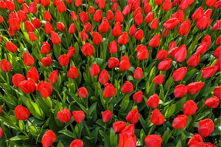 simsearch:600-07802682,k - Vivid red tulips growing in the Keukenhof Gardens in spring in Lisse, South Holland in the Netherlands Stockbilder - Premium RF Lizenzfrei, Bildnummer: 600-09013800