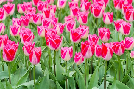 south holland - Colorful pink variegated tulips in spring at the Keukenhof Gardens in Lisse, South Holland in the Netherlands Stock Photo - Premium Royalty-Free, Code: 600-09013826