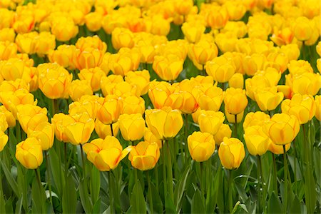 photo beautiful flower gardens dutch - Yellow tulips trimmed in red at the Keukenhof Gardens in spring in Lisse, South Holland in the Netherlands Stock Photo - Premium Royalty-Free, Code: 600-09013821