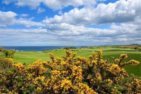 simsearch:6115-06733317,k - Scenic view of countryside with common gorse in spring at St Abbs in Scotland Stock Photo - Premium Royalty-Free, Code: 600-09013864