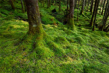 simsearch:600-08945822,k - Strong mossy tree trunks and forest floor in a conifer forest at Loch Awe in Argyll and Bute in Scotland Foto de stock - Sin royalties Premium, Código: 600-09013875