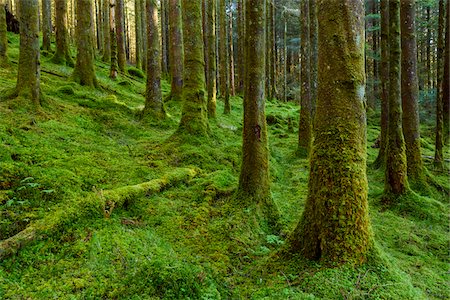 Strong mossy tree trunks and forest floor in a conifer forest at Loch Awe in Argyll and Bute in Scotland Stock Photo - Premium Royalty-Free, Code: 600-09013878