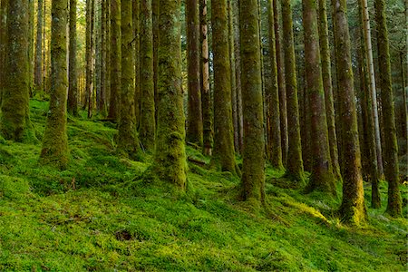 scottish - Strong mossy tree trunks and forest floor in a conifer forest at Loch Awe in Argyll and Bute in Scotland Stock Photo - Premium Royalty-Free, Code: 600-09013873