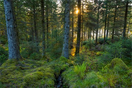 sun forest - Sun shining through mossy conifer forest at sunset at Loch Awe in Argyll and Bute, Scotland Stock Photo - Premium Royalty-Free, Code: 600-09013882