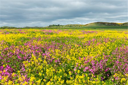 field of wildflowers - Scenic of blooming canola field and pink flowers on a cloudy day at Bamburgh in Northumberland, England, United Kingdom Stock Photo - Premium Royalty-Free, Code: 600-09013894