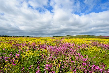 Scenic of field with blooming pink flowers and canola with dramatic clouds in sky at Bamburgh in Northumberland, England, United Kingdom Foto de stock - Sin royalties Premium, Código: 600-09013895