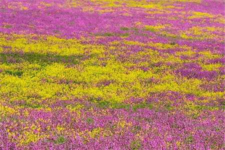 Close-up of blooming canola field with pink flowering plant at Bamburgh in Northumberland, England, United Kingdom Photographie de stock - Premium Libres de Droits, Code: 600-09013897