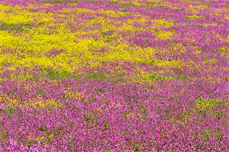 Close-up of field with pink flowers and blooming canola at Bamburgh in Northumberland, England, United Kingdom Stock Photo - Premium Royalty-Free, Code: 600-09013898