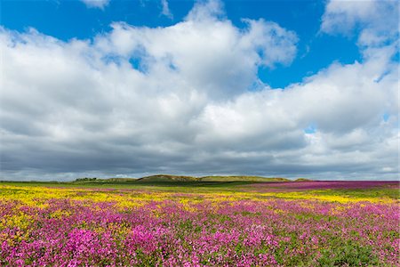 Scenic of field with blooming pink flowers and canola with dramatic clouds in sky at Bamburgh in Northumberland, England, United Kingdom Stockbilder - Premium RF Lizenzfrei, Bildnummer: 600-09013892