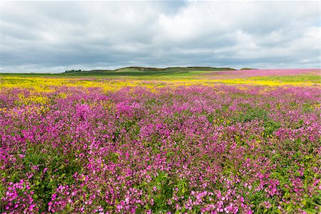 rapssamen - Scenic of field with blooming pink flowers and canola on a cloudy day in Bamburgh in Northumberland, England, United Kingdom Stockbilder - Premium RF Lizenzfrei, Bildnummer: 600-09013893