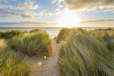 simsearch:700-08002178,k - Path through the dune grass on the beach with the sun shining over the North Sea at dawn in Bamburgh in Northumberland, England, United Kingdom Stock Photo - Premium Royalty-Free, Code: 600-09013929