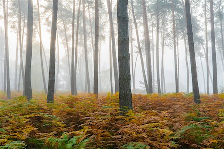 fond (bas) - Pine forest on misty morning in autumn in Hesse, Germany Photographie de stock - Premium Libres de Droits, Code: 600-09022367