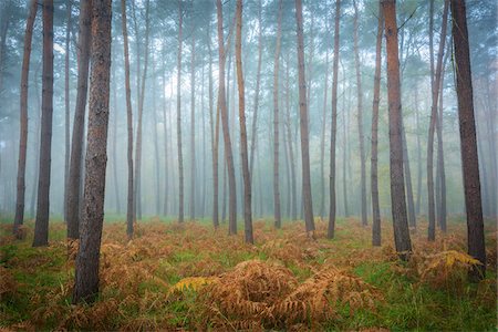 Tree trunks in a pine forest on a misty morning in autumn in Hesse, Germany Stock Photo - Premium Royalty-Free, Code: 600-09022379