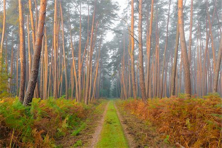 simsearch:600-08519373,k - Path through pine forest on misty, sunlit morning in autumn in Hesse, Germany Stockbilder - Premium RF Lizenzfrei, Bildnummer: 600-09022371