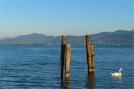 punta san vigilio - Gull on boat docking post and mute swan on Lake Garda (Lago di Garda) at Punta San Vigilio in Garda in Veneto, Italy Foto de stock - Sin royalties Premium, Código: 600-09022403