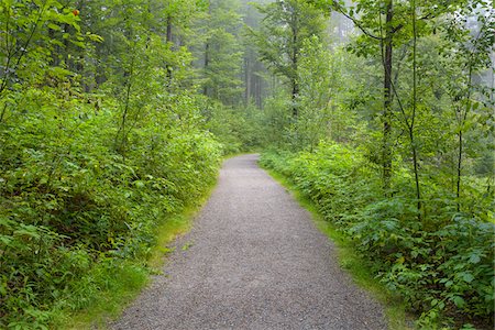 shrub - Trail through forest in the morning at Neuschoenau in the Bavarian Forest National Park, Bavaria, Germany Stock Photo - Premium Royalty-Free, Code: 600-09022475