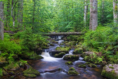 simsearch:6113-06626669,k - Mountain stream after rain at Kleine Ohe at Waldhauser in the Bavarian Forest National Park in Bavaria, Germany Foto de stock - Sin royalties Premium, Código: 600-09022497