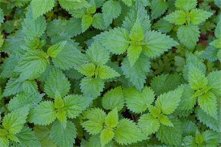 full frame (subject filling frame) - Close-up of Stinging nettle (Urtica dioica) at Neuschoenau in the Bavarian Forest National Park in Bavaria, Germany Stock Photo - Premium Royalty-Free, Code: 600-09022506