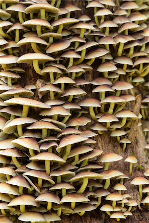 simsearch:600-03836305,k - Close-up of tree mushrooms at Neuschoenau in the Bavarian Forest National Park in Bavaria, Germany Photographie de stock - Premium Libres de Droits, Code: 600-09022525