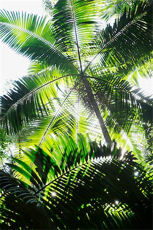 simsearch:600-05947923,k - Close-up view of underside of palm trees backlit by the sun in Australia Foto de stock - Sin royalties Premium, Código: 600-09022572