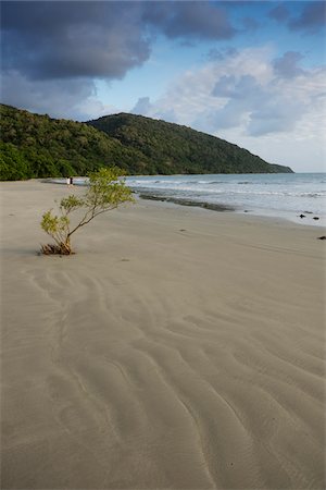 simsearch:600-08312091,k - Mangrove tree growing in sand with couple walking on the beach in the distance at Cape Tribulation in Queensland, Australia Stockbilder - Premium RF Lizenzfrei, Bildnummer: 600-09022588