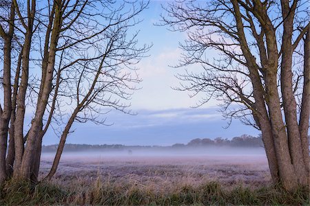 Bare trees and misty meadow in Autumn at dawn in Hesse, Germany Photographie de stock - Premium Libres de Droits, Code: 600-09035318